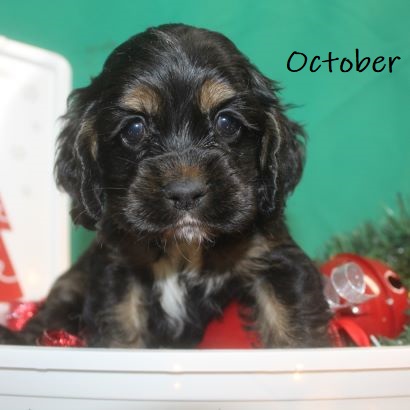 puppy, for, sale, Cocker Spaniel, Joe & Cherri  Overlease, dog, breeder, Miller, MO, dog-breeder, puppy-for-sale, forsale, nearby, find, puppyfind, locator, puppylocator, aca